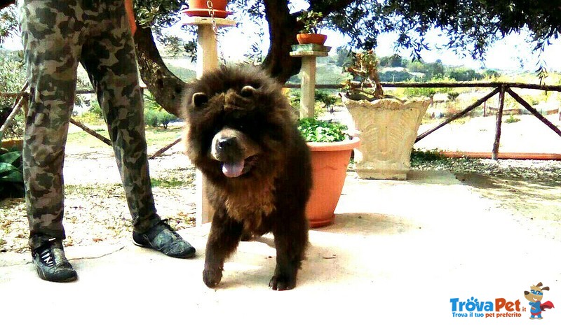 Chow chow blu per Femmina - Foto n. 5