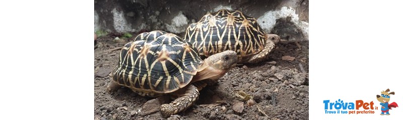 Cedo Geochelone Elegans Maschi - Foto n. 1