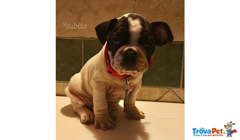 Bulldog Francese - Foto n. 1