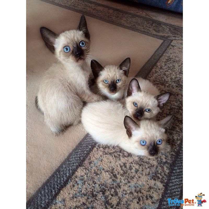 Cuccioli di Gatto thai Siamese Tradizionale - Foto n. 3