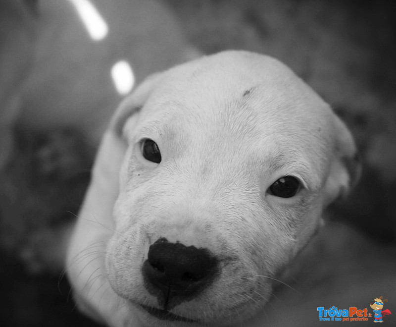 Cuccioli di dogo Argentino - Foto n. 1