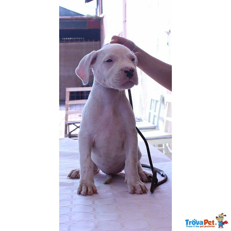 Cuccioli di dogo Argentino - Foto n. 2