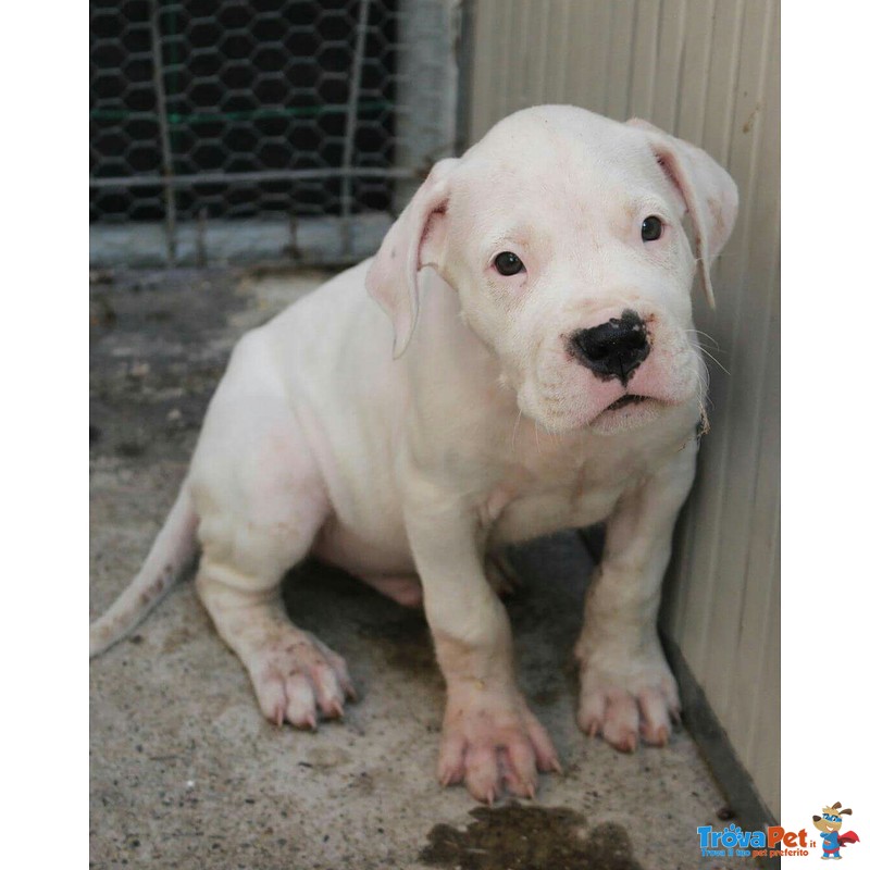 Cuccioli di dogo Argentino - Foto n. 3