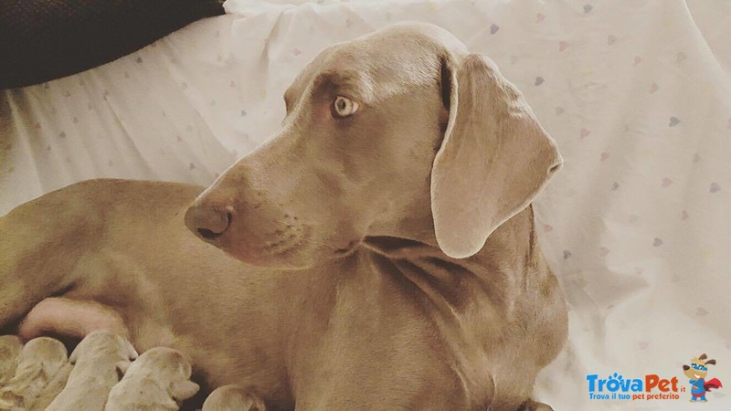 Cuccioli Weimaraner - Foto n. 2