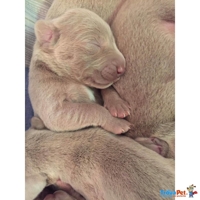 Cuccioli Weimaraner - Foto n. 3