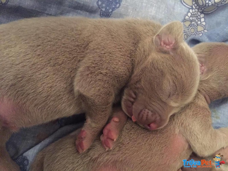 Cuccioli Weimaraner - Foto n. 6