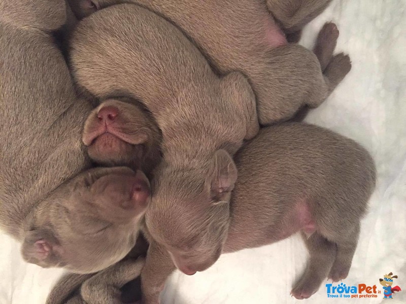 Cuccioli Weimaraner - Foto n. 7