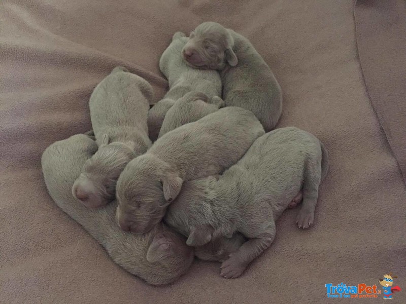 Cuccioli Weimaraner - Foto n. 1