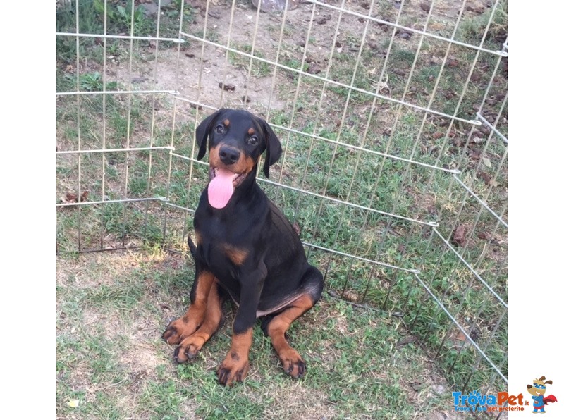 Cuccioli di Dobermann - Foto n. 1