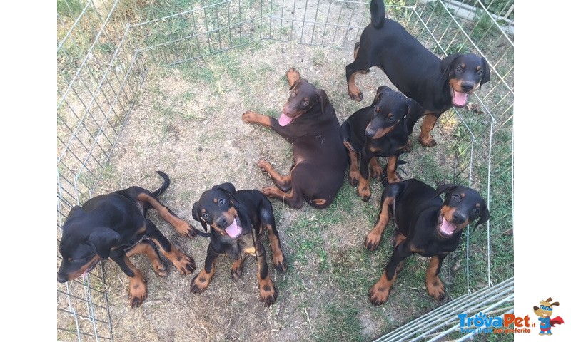 Cuccioli di Dobermann - Foto n. 2
