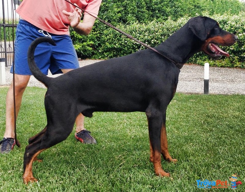 Dobermann per Monte - Foto n. 2