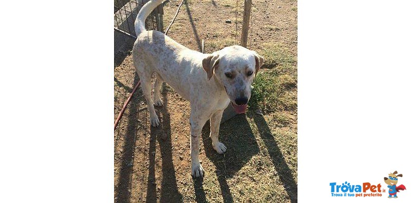 Cucciolone Incrocio Labrador a pois in Adozione - Foto n. 1