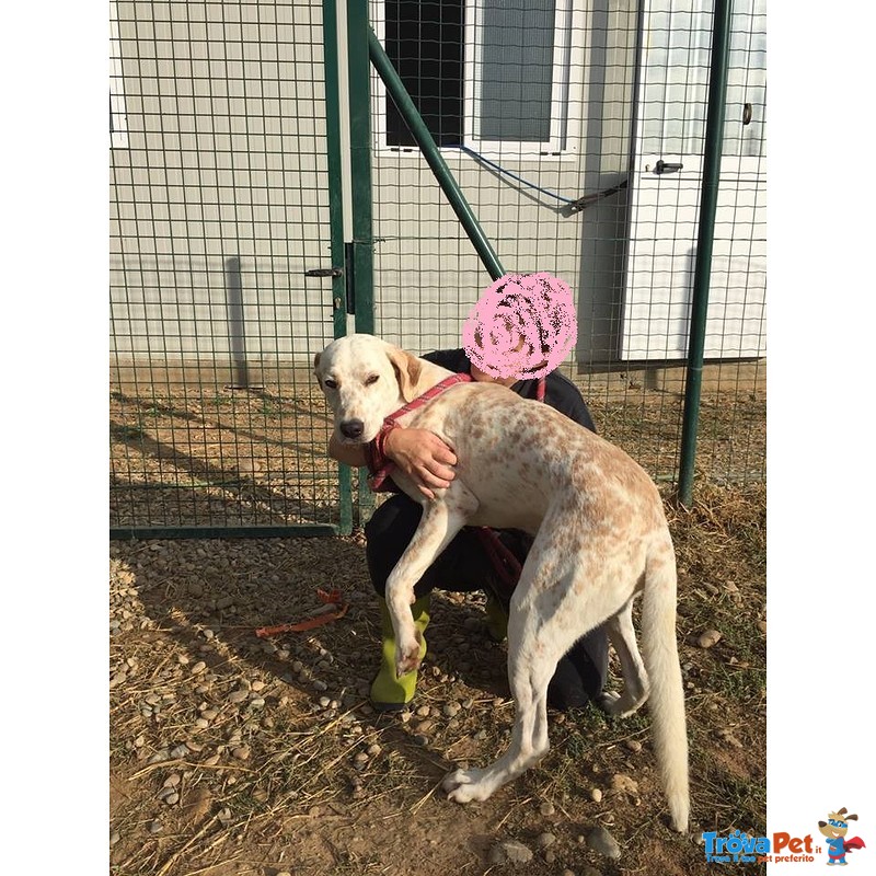 Cucciolone Incrocio Labrador a pois in Adozione - Foto n. 2