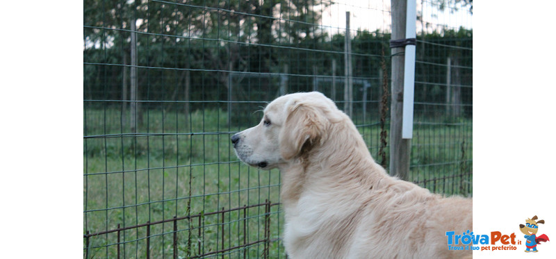 Cucciola Golden Retriever 7 Mesi - Foto n. 1