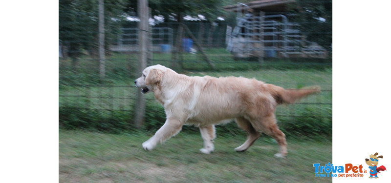 Cucciola Golden Retriever 7 Mesi - Foto n. 2