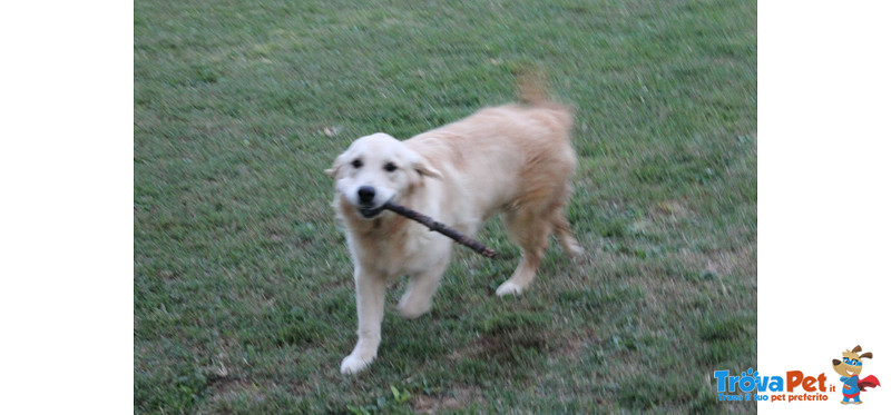 Cucciola Golden Retriever 7 Mesi - Foto n. 3