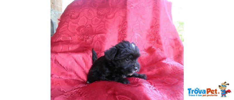 Cuccioli Incroci Maltese e Yorkshire ( Nero) - Foto n. 1