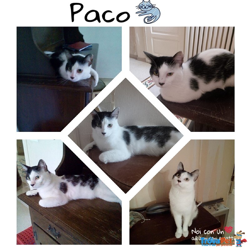 Paco, 1 anno e Mezzo, Sterilizzato, in Adozione - Foto n. 1