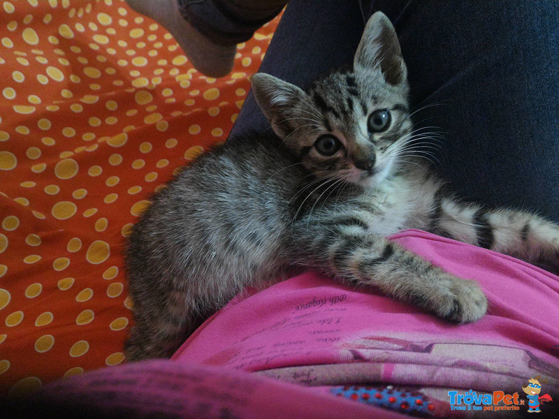 Gattino di Circa due Mesi - Foto n. 1