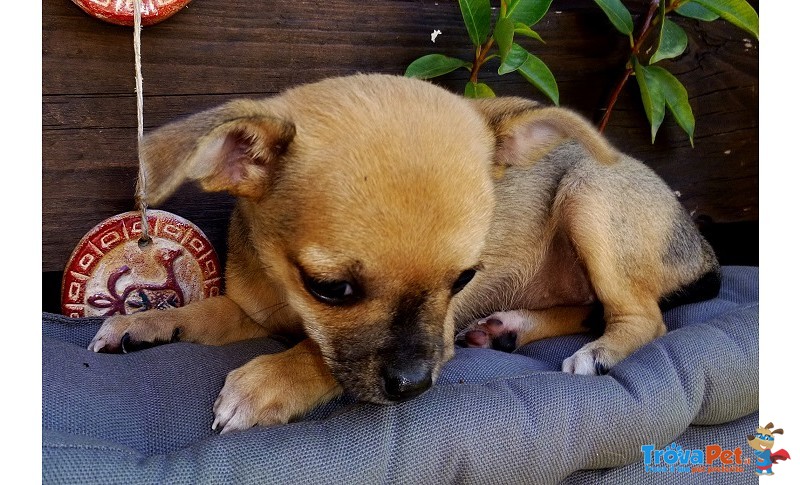 Chihuahua Cuccioli - Foto n. 2