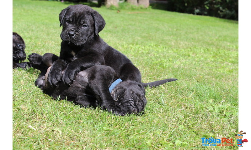 Cuccioli di cane Corso (all.to Riconosciuto) - Foto n. 2