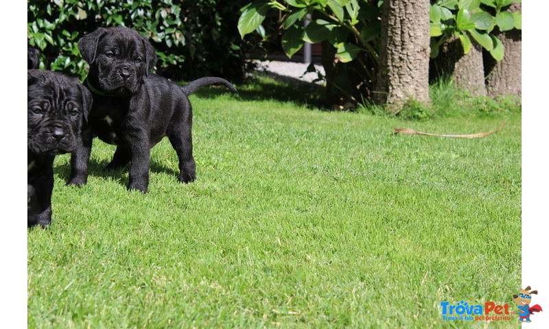 Cuccioli di cane Corso (all.to Riconosciuto) - Foto n. 3