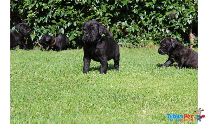 Cuccioli di cane Corso (all.to Riconosciuto) - Foto n. 4