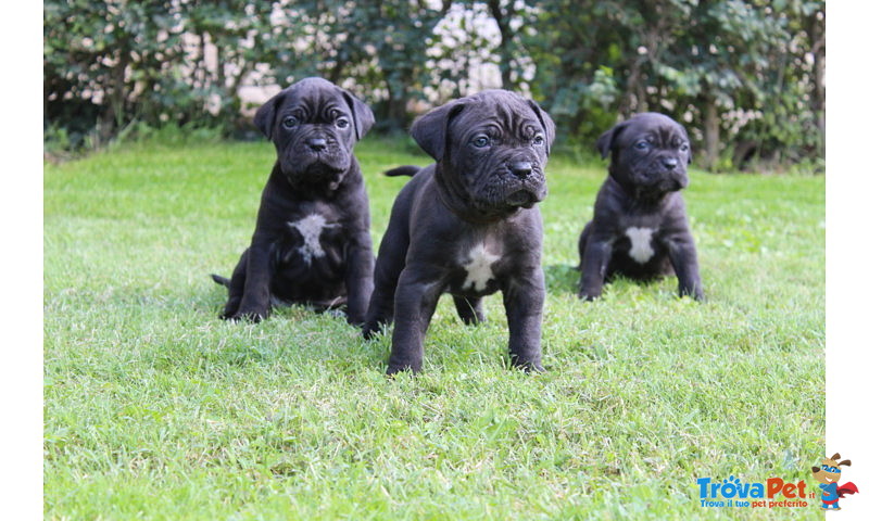 Cuccioli di cane Corso (all.to Riconosciuto) - Foto n. 5