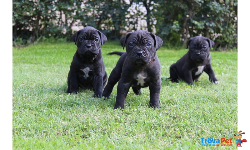 Cuccioli di cane Corso (all.to Riconosciuto) - Foto n. 6