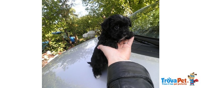 Cuccioli Incroci Maltese e Yorkshire ( Nero) - Foto n. 2