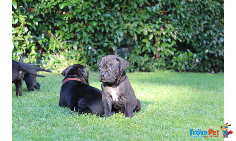 Cuccioli di cane Corso (all.to Riconosciuto) - Foto n. 7