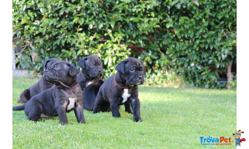 Cuccioli di cane Corso (all.to Riconosciuto) - Foto n. 8