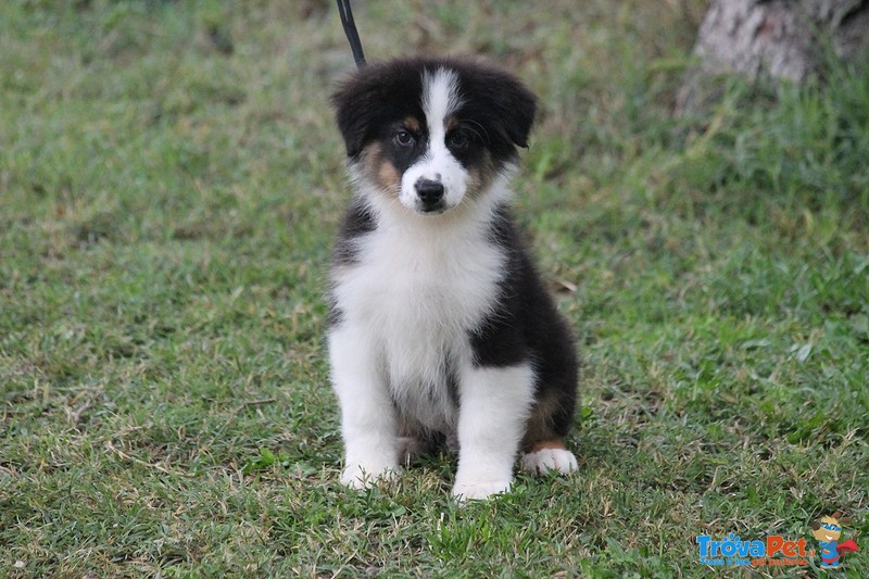 Australian Shepherd Cuccioli - Foto n. 2