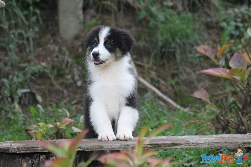 Australian Shepherd Cuccioli - Foto n. 3