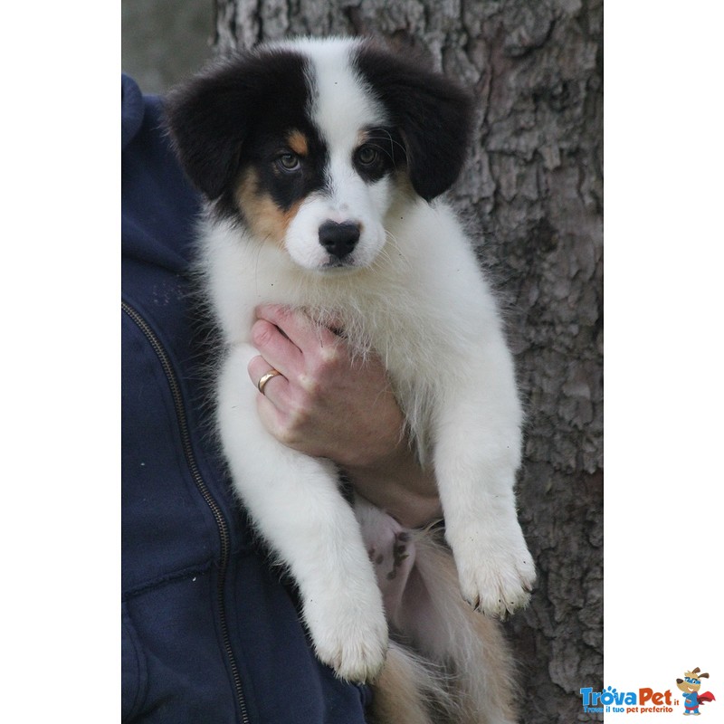 Australian Shepherd Cuccioli - Foto n. 4