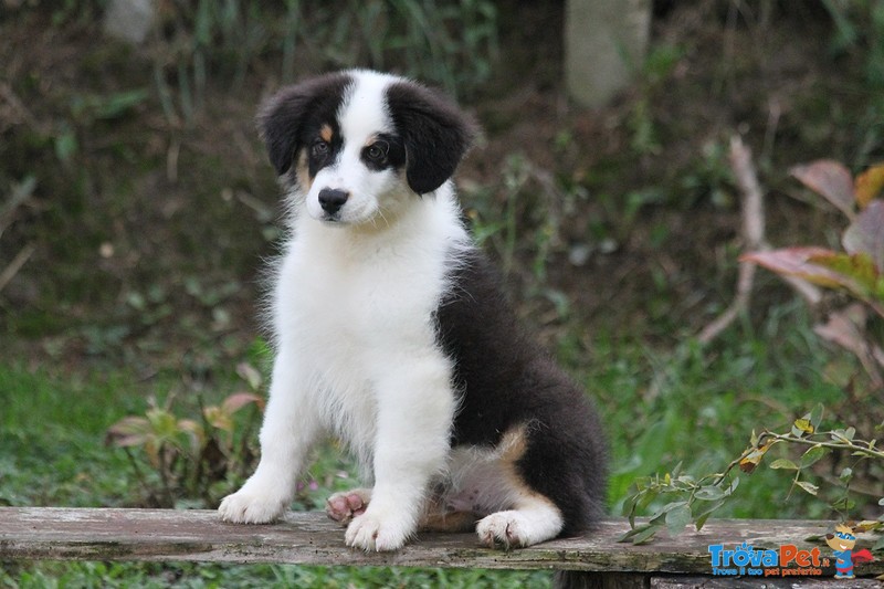 Australian Shepherd Cuccioli - Foto n. 5