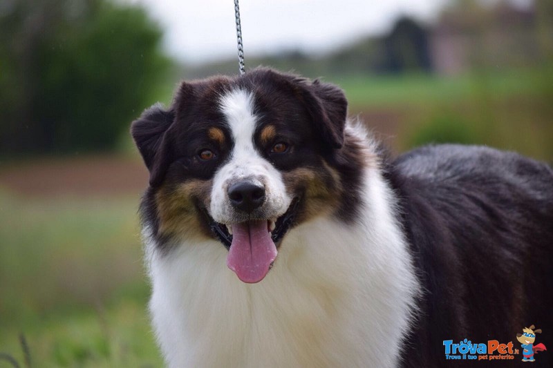 Australian Shepherd Disponibile per Monte - Foto n. 3