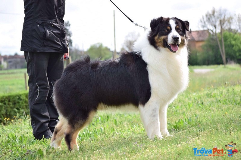 Australian Shepherd Disponibile per Monte - Foto n. 4