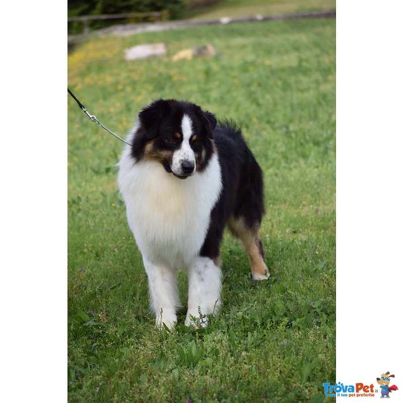 Australian Shepherd Disponibile per Monte - Foto n. 1