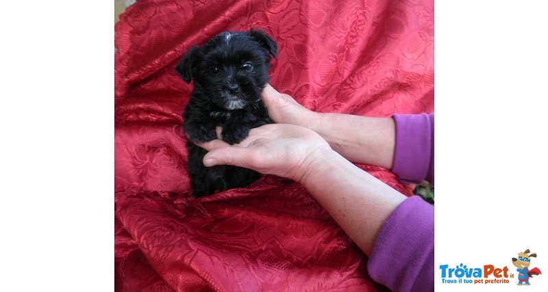 Cuccioli Incroci Maltese e Yorkshire ( Nero) - Foto n. 3