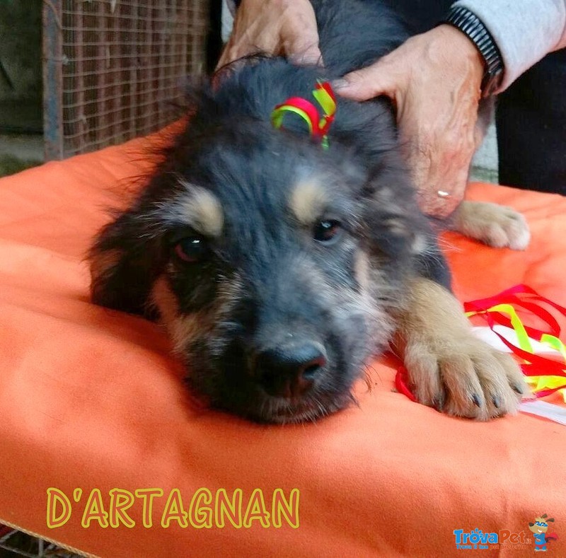 D'artagnan, Tenero Cucciolotto - Foto n. 3