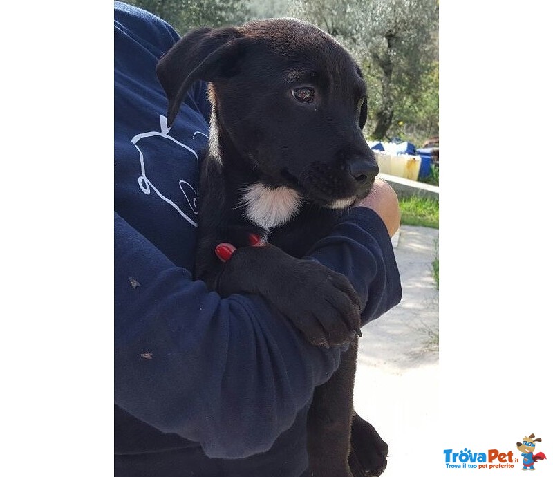 Narciso, Simil Boxerino Labrador - Foto n. 1