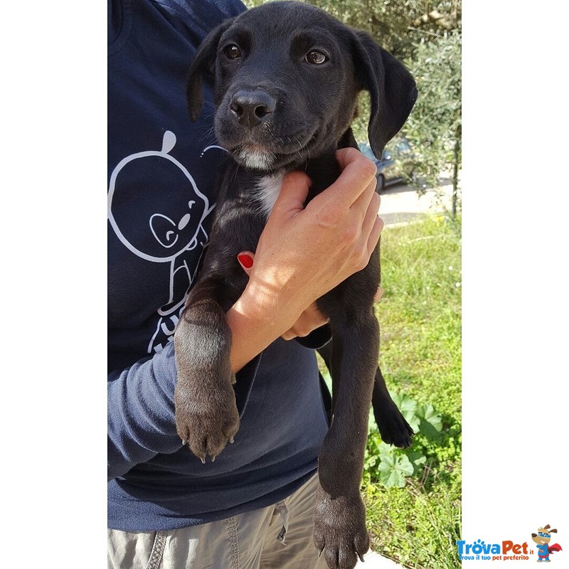 Narciso, Simil Boxerino Labrador - Foto n. 4