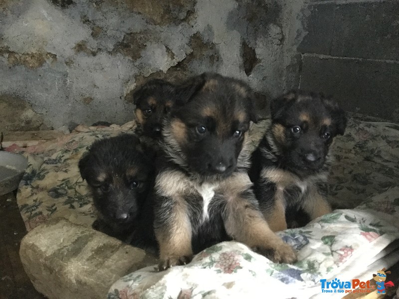 Splendidi Cuccioli di Pastore Tedesco - Foto n. 2