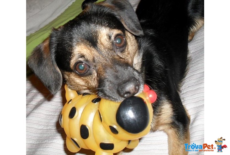 Regalo Cagnolino Meticcio nero Focato - Foto n. 1