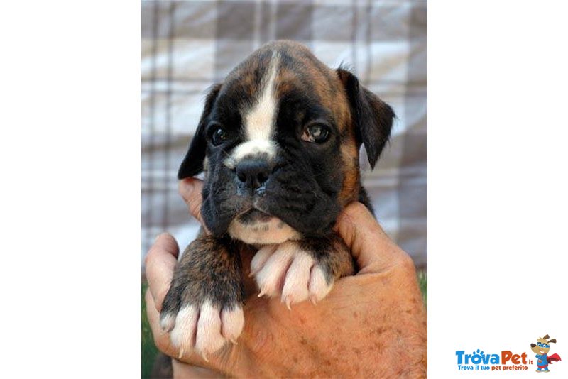 Cuccioli Boxer - Foto n. 3