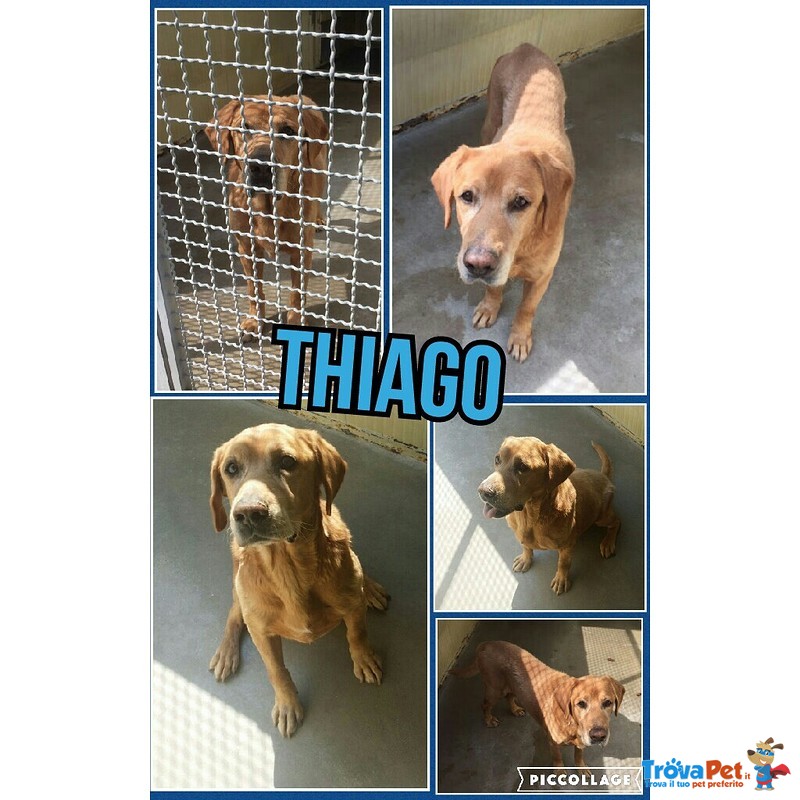 Il Dolce Thiago - Foto n. 1