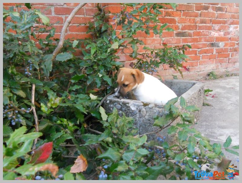 Jack Russel Terrier - Foto n. 2