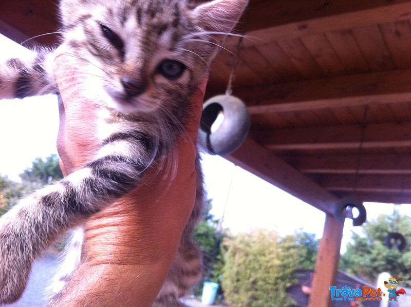 8 Gattini Fantastici Vogliono Padroncini Amorevoli - Foto n. 3