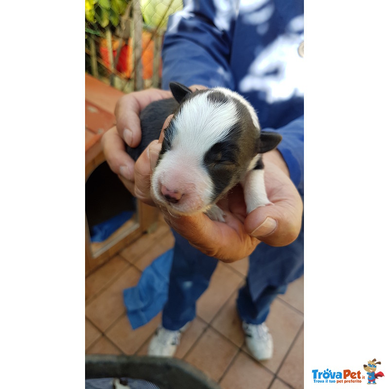 Cuccioli Border Collie blu Merle Bianco Rossi neri Pedigree - Foto n. 3